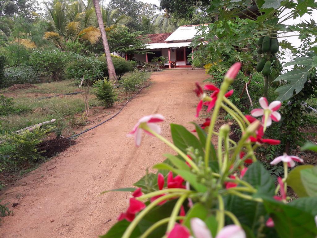 Sigiri Picaso Home Stay Sigiriya Habitación foto