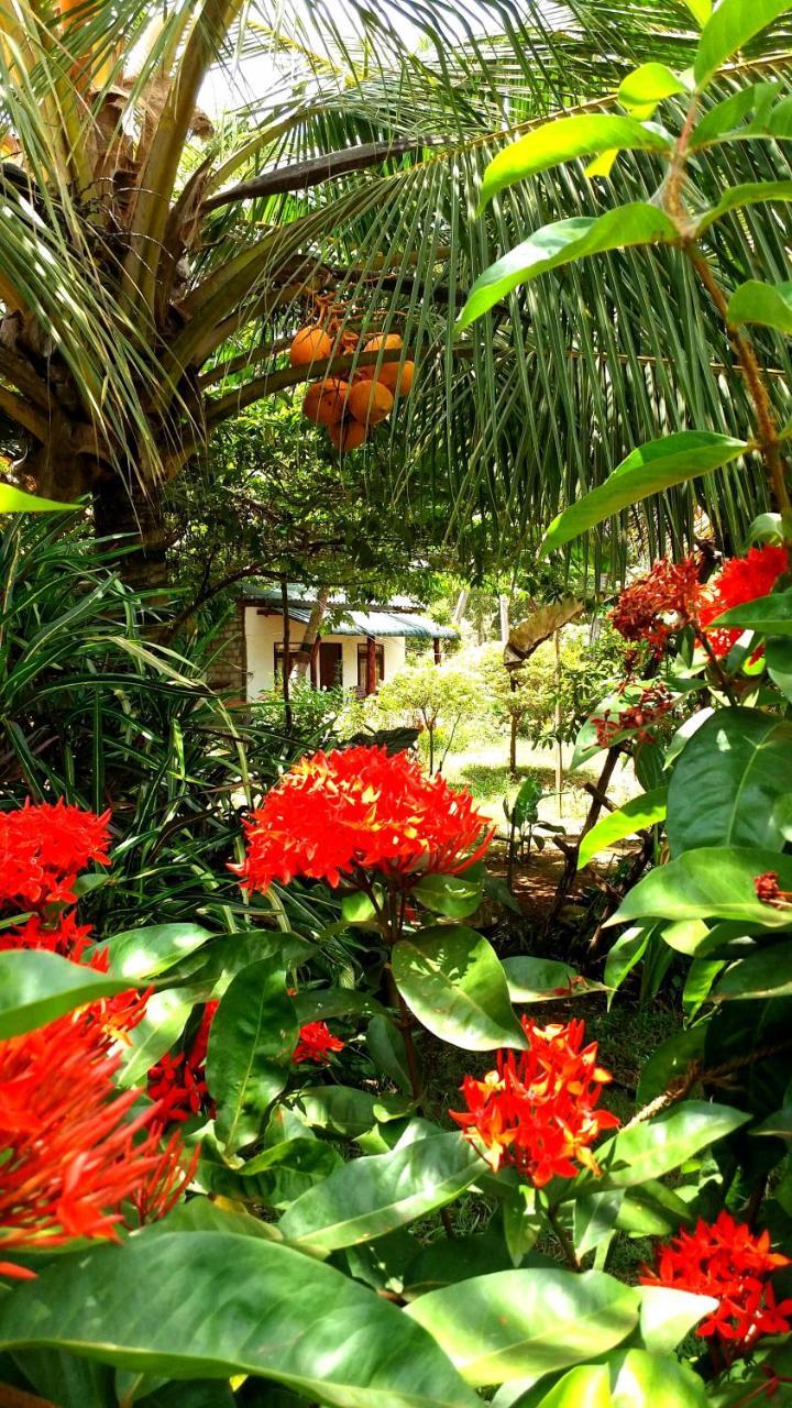 Sigiri Picaso Home Stay Sigiriya Exterior foto
